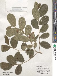 Casearia dodecandra image