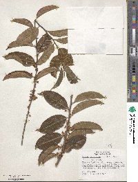 Casearia suaveolens image