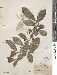 Casearia corymbosa image