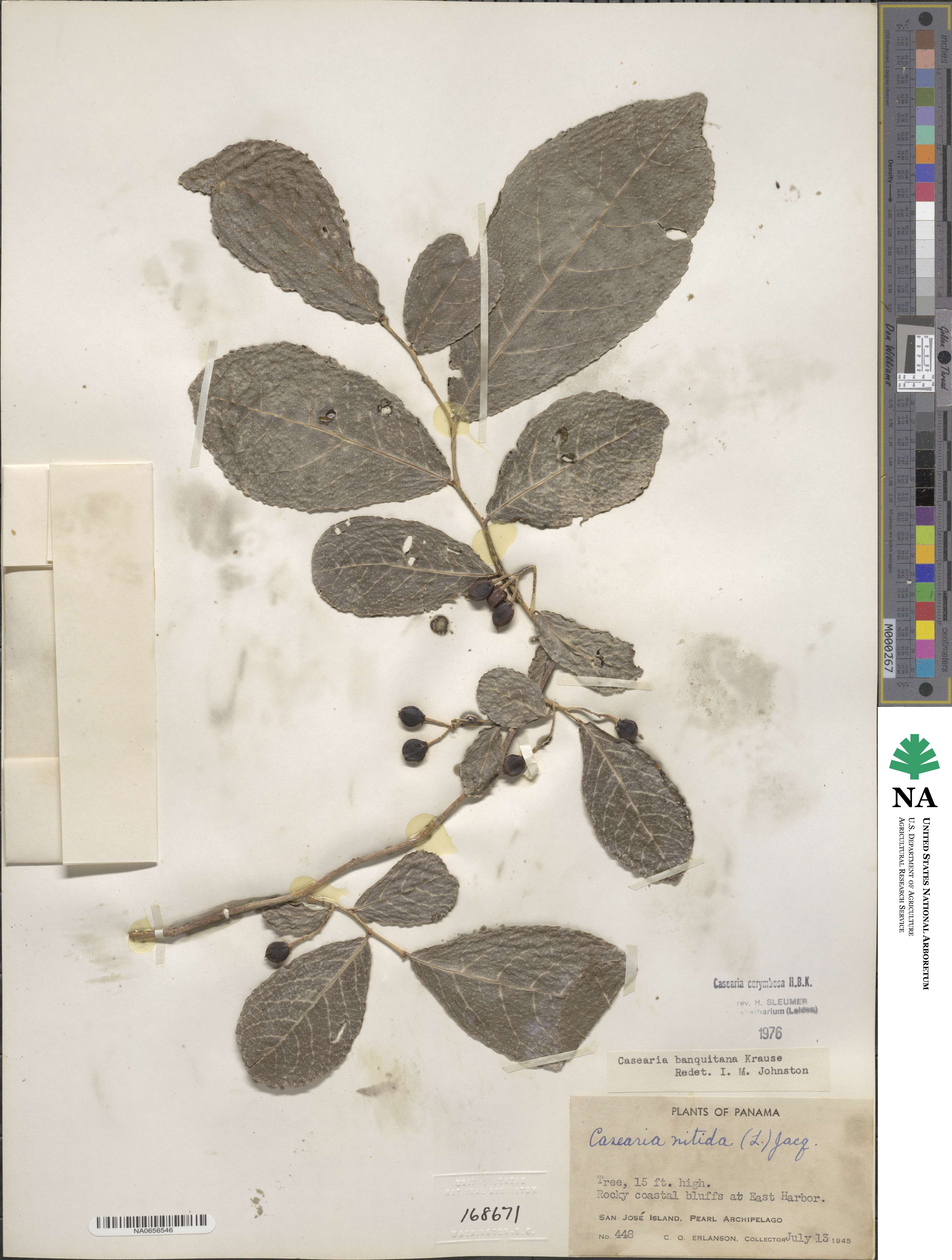 Casearia corymbosa image