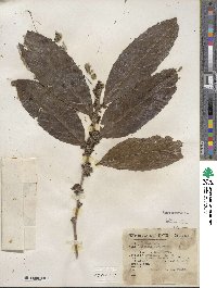 Piparea multiflora image