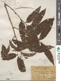 Piparea multiflora image