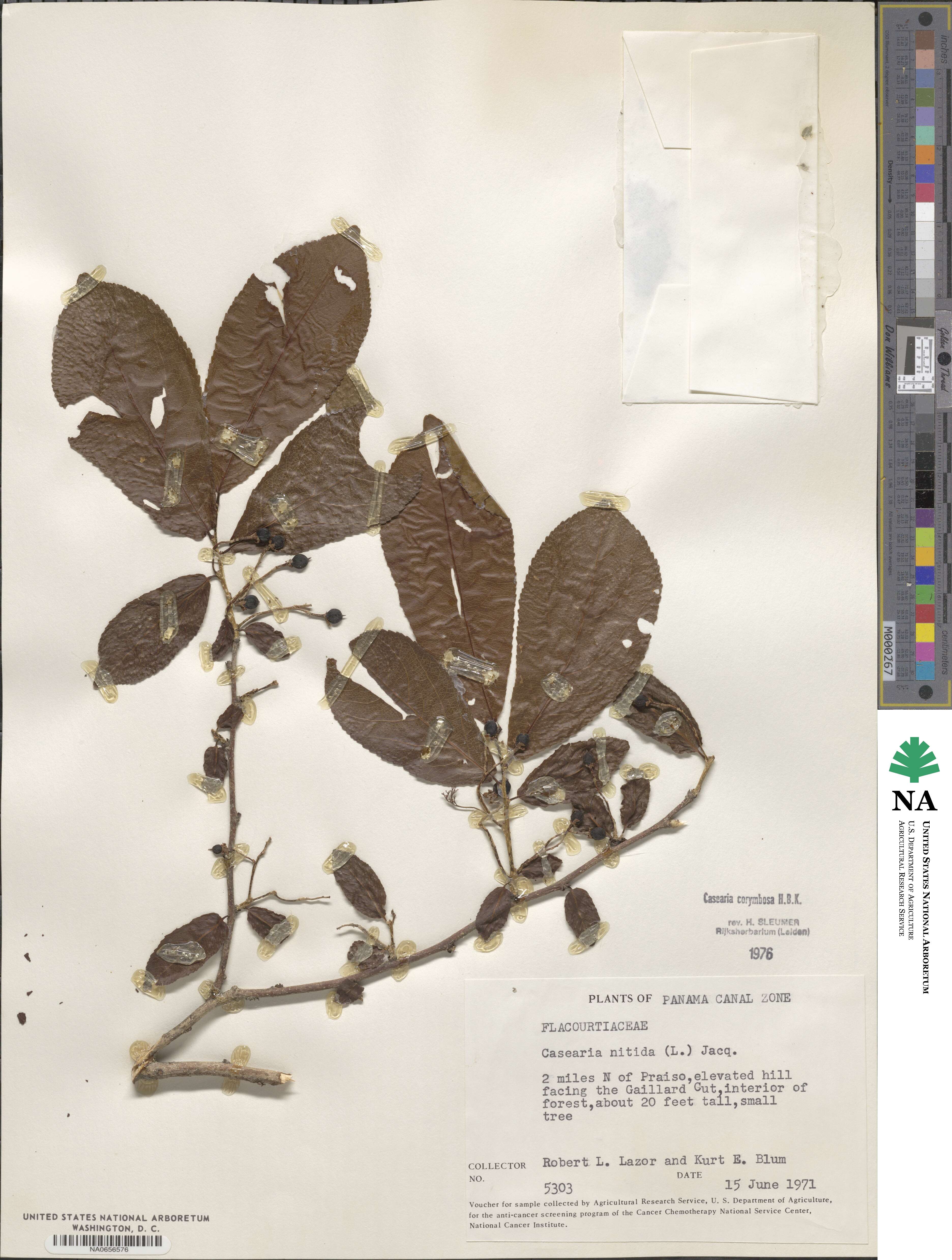 Casearia nitida image