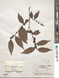 Casearia sylvestris image