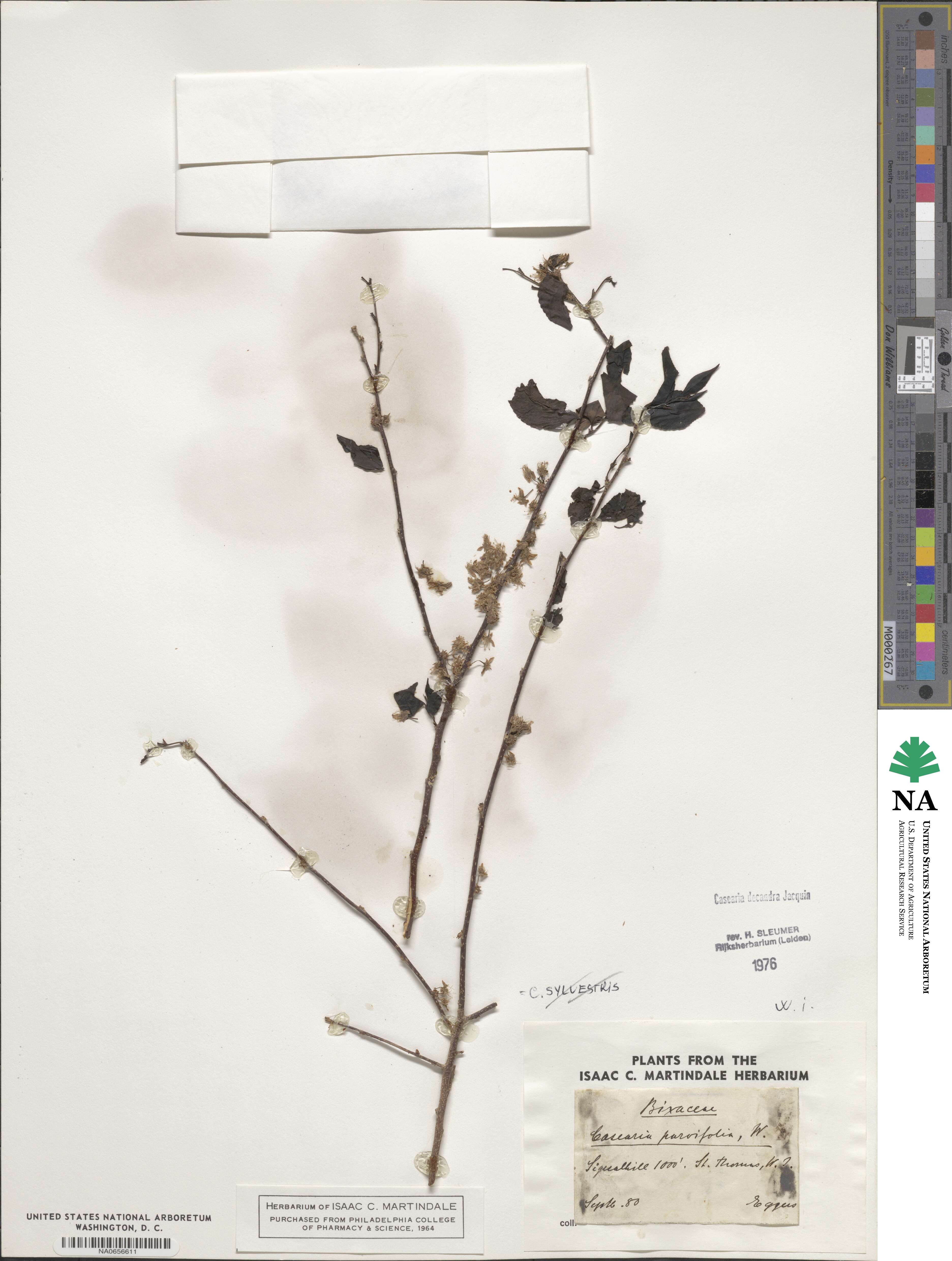 Casearia decandra image