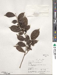 Casearia decandra image