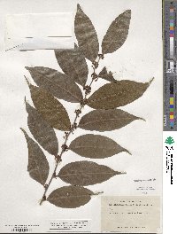 Casearia sylvestris image