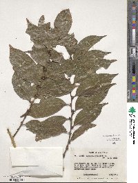 Casearia sylvestris image