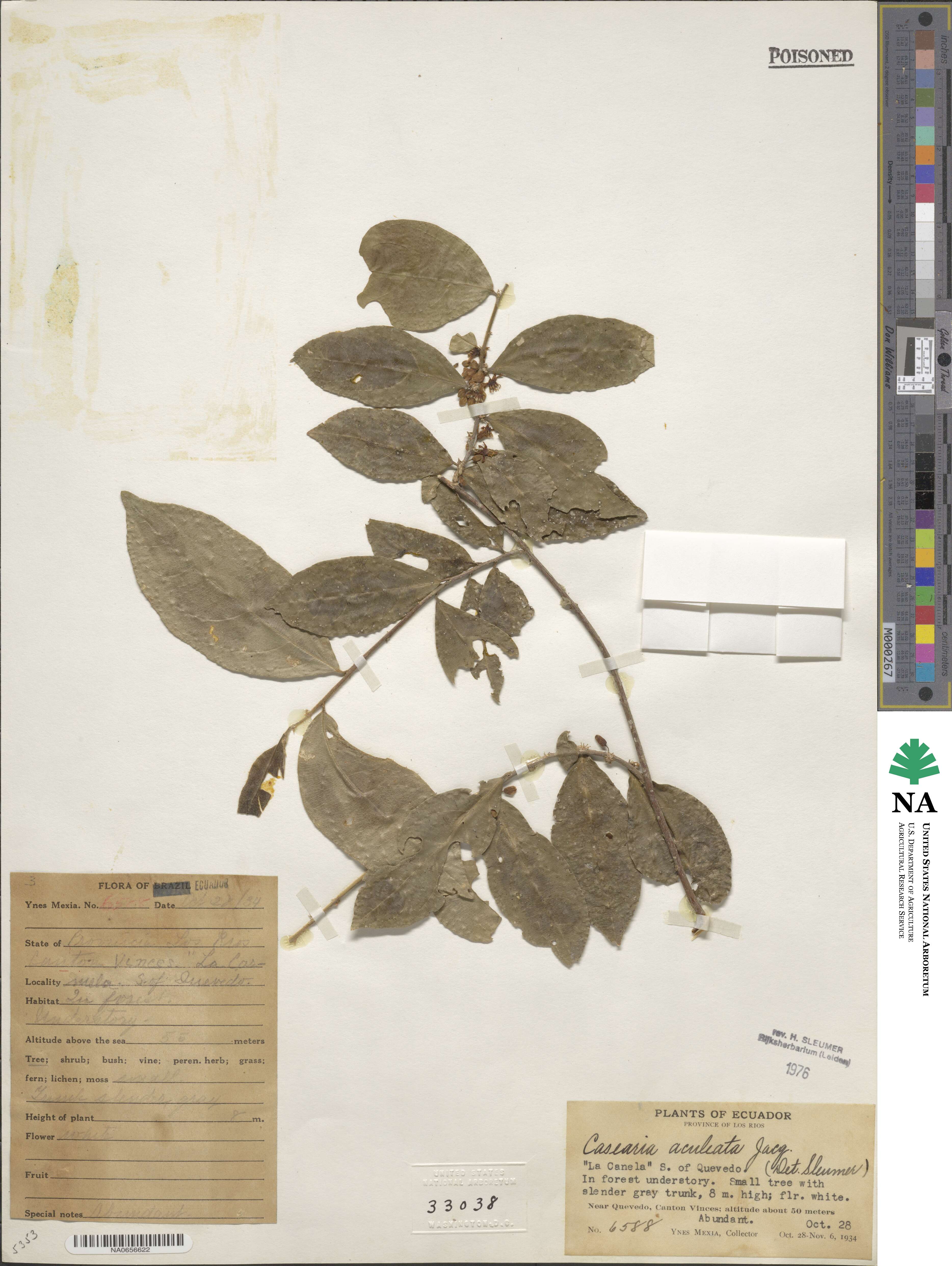 Casearia aculeata image