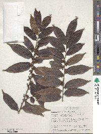 Casearia arborea image