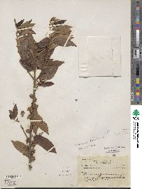 Casearia arborea subsp. arborea image