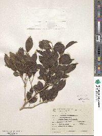 Casearia decandra image