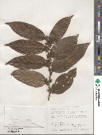 Piparea multiflora image