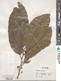 Piparea multiflora image