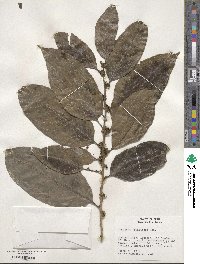 Piparea multiflora image