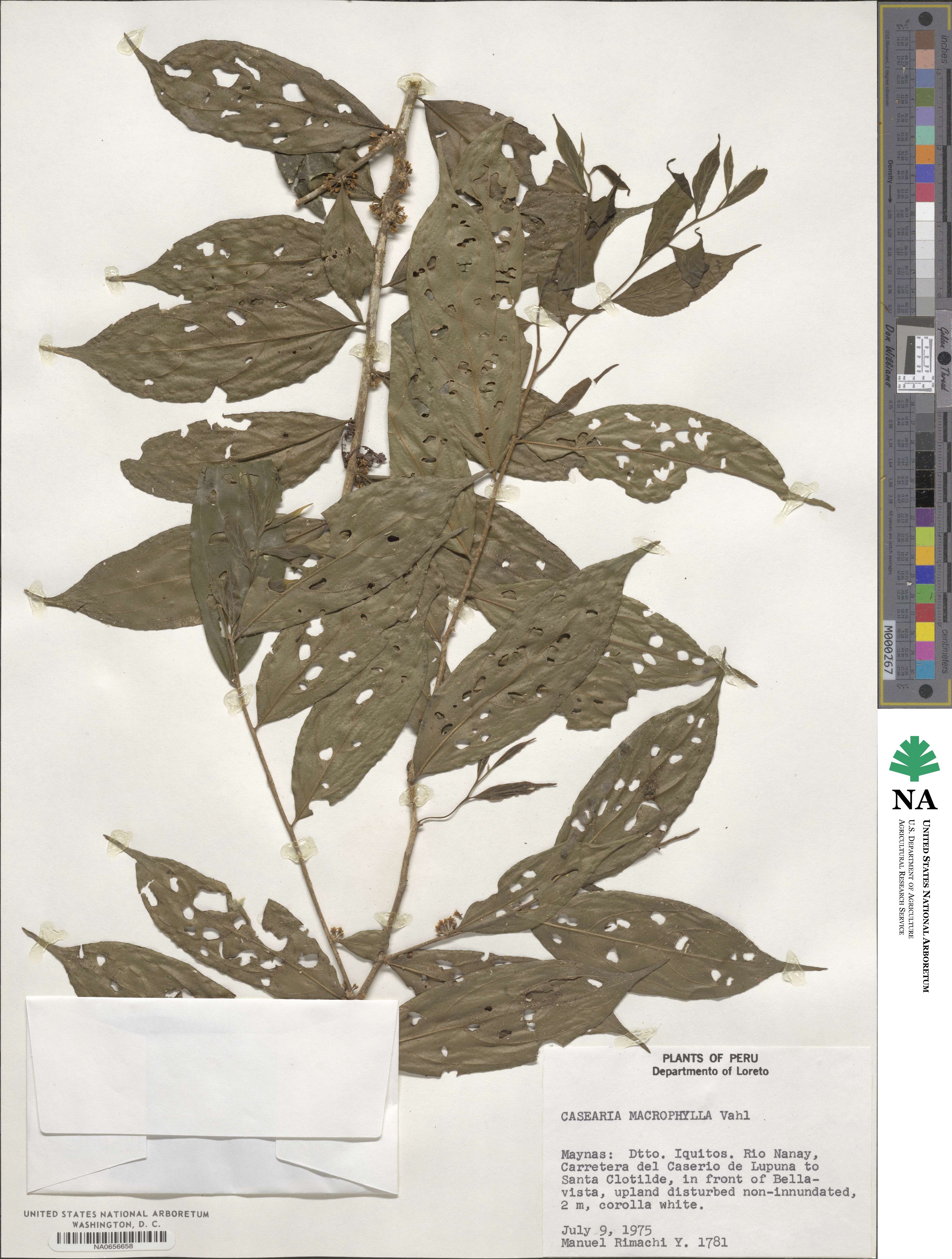 Casearia pitumba image