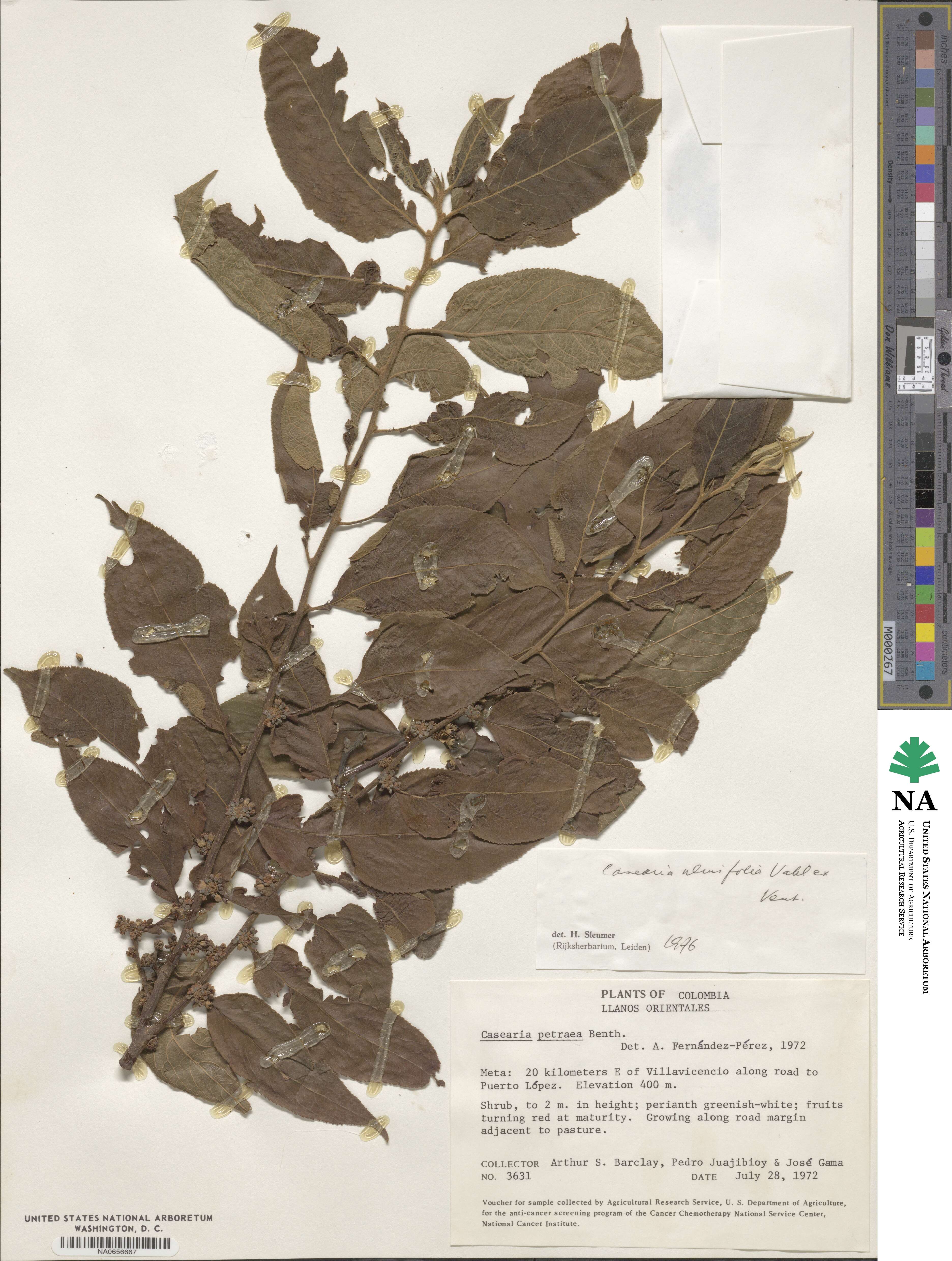 Casearia ulmifolia image