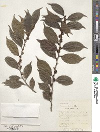 Casearia sylvestris image