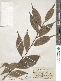 Casearia sylvestris image