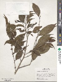 Casearia sylvestris image