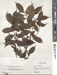 Casearia sylvestris image