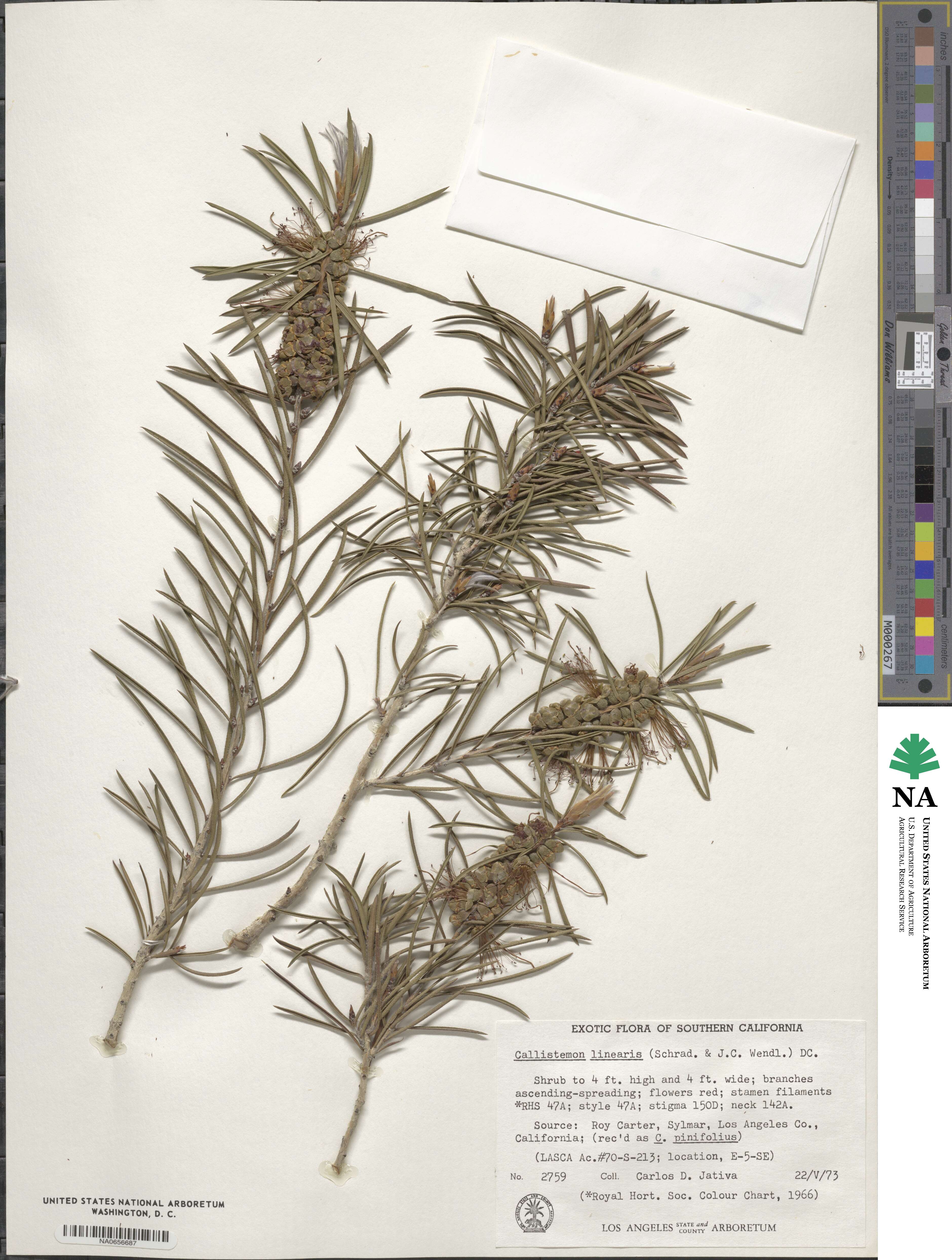 Callistemon linearis image