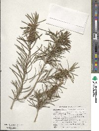 Callistemon linearis image