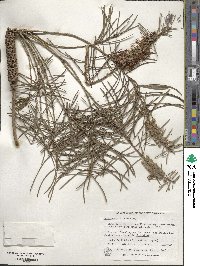 Callistemon linearis image