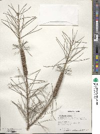 Callistemon linearis image