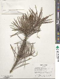 Callistemon linearis image