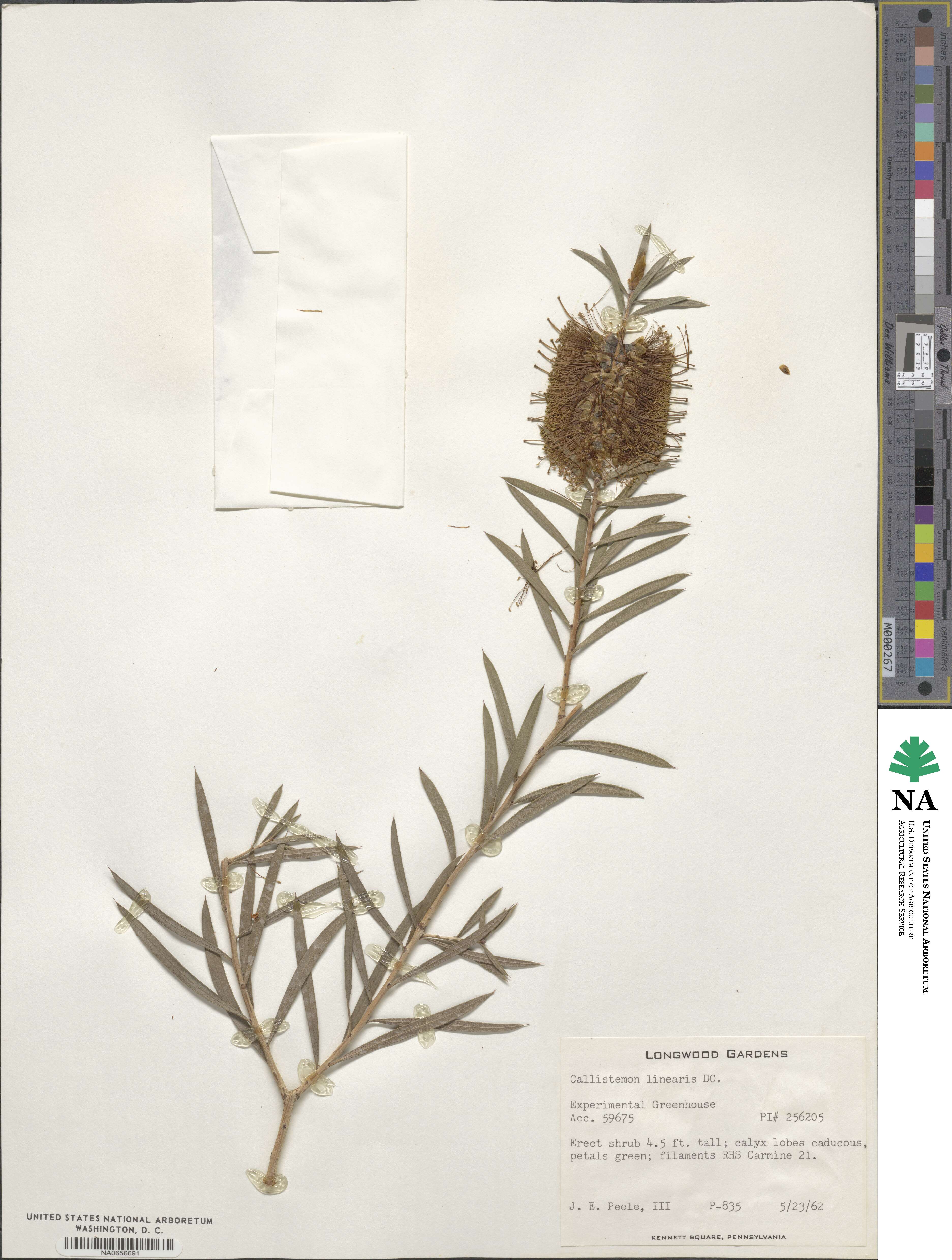 Callistemon linearis image