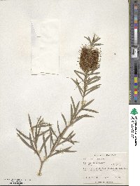 Callistemon linearis image