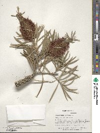 Callistemon linearis image