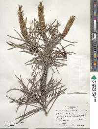 Callistemon linearis image