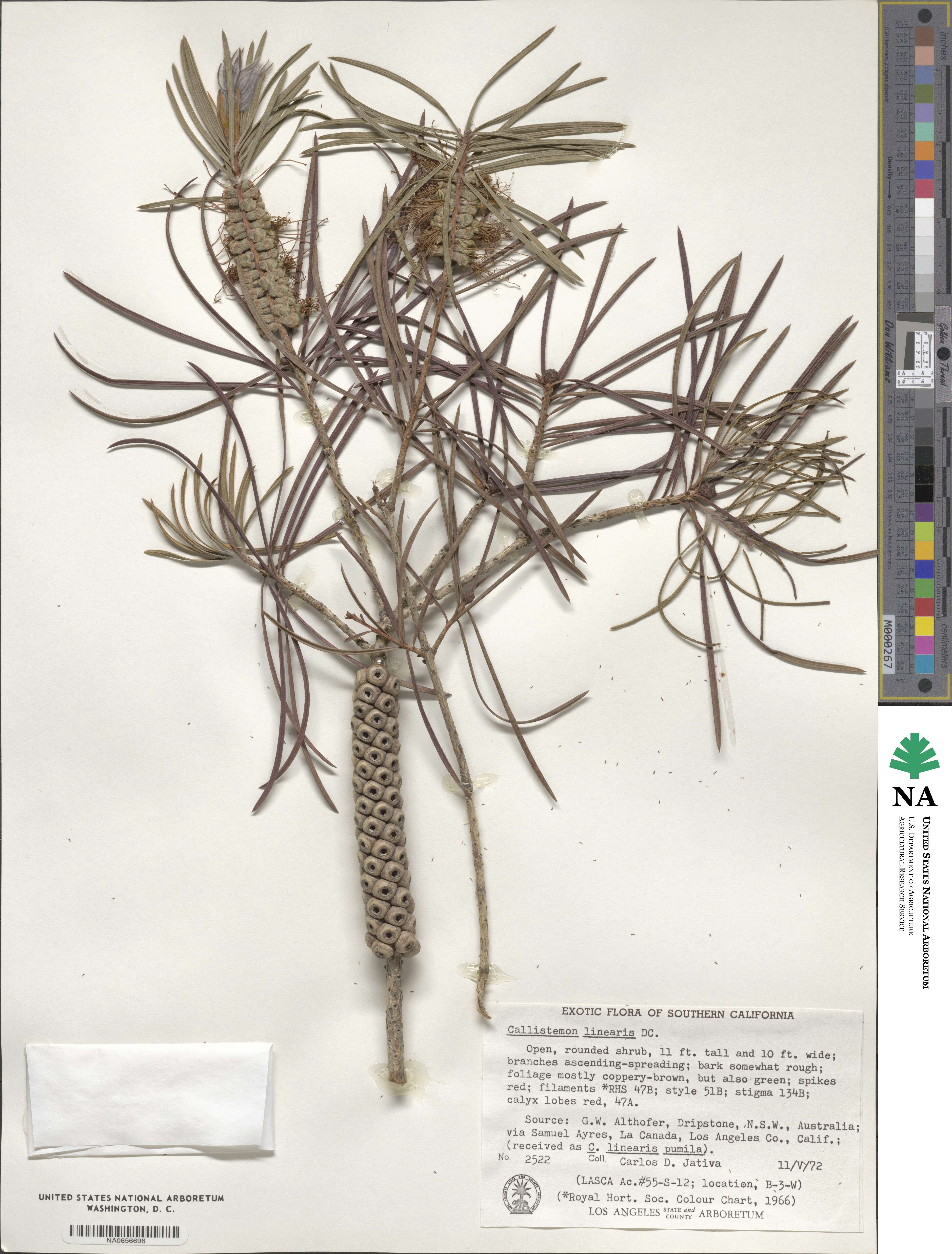 Callistemon linearis image