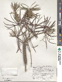 Callistemon linearis image