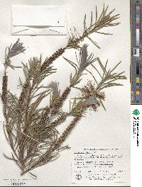 Callistemon linearis image