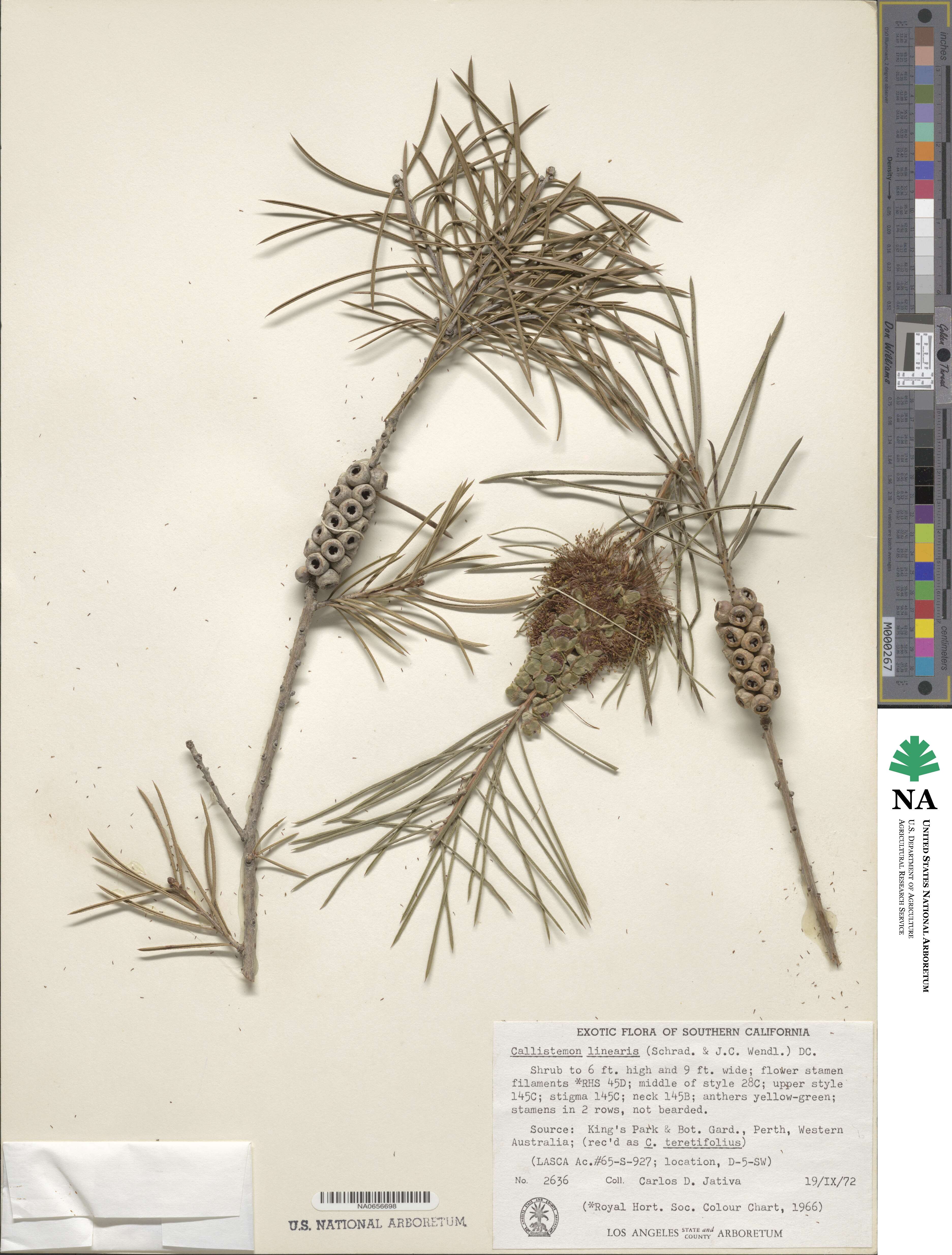 Callistemon linearis image