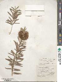 Callistemon rugulosus image