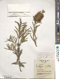 Callistemon rugulosus image