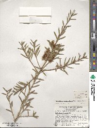 Callistemon rugulosus image