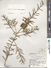 Callistemon rugulosus image