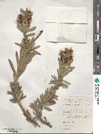 Callistemon rugulosus image