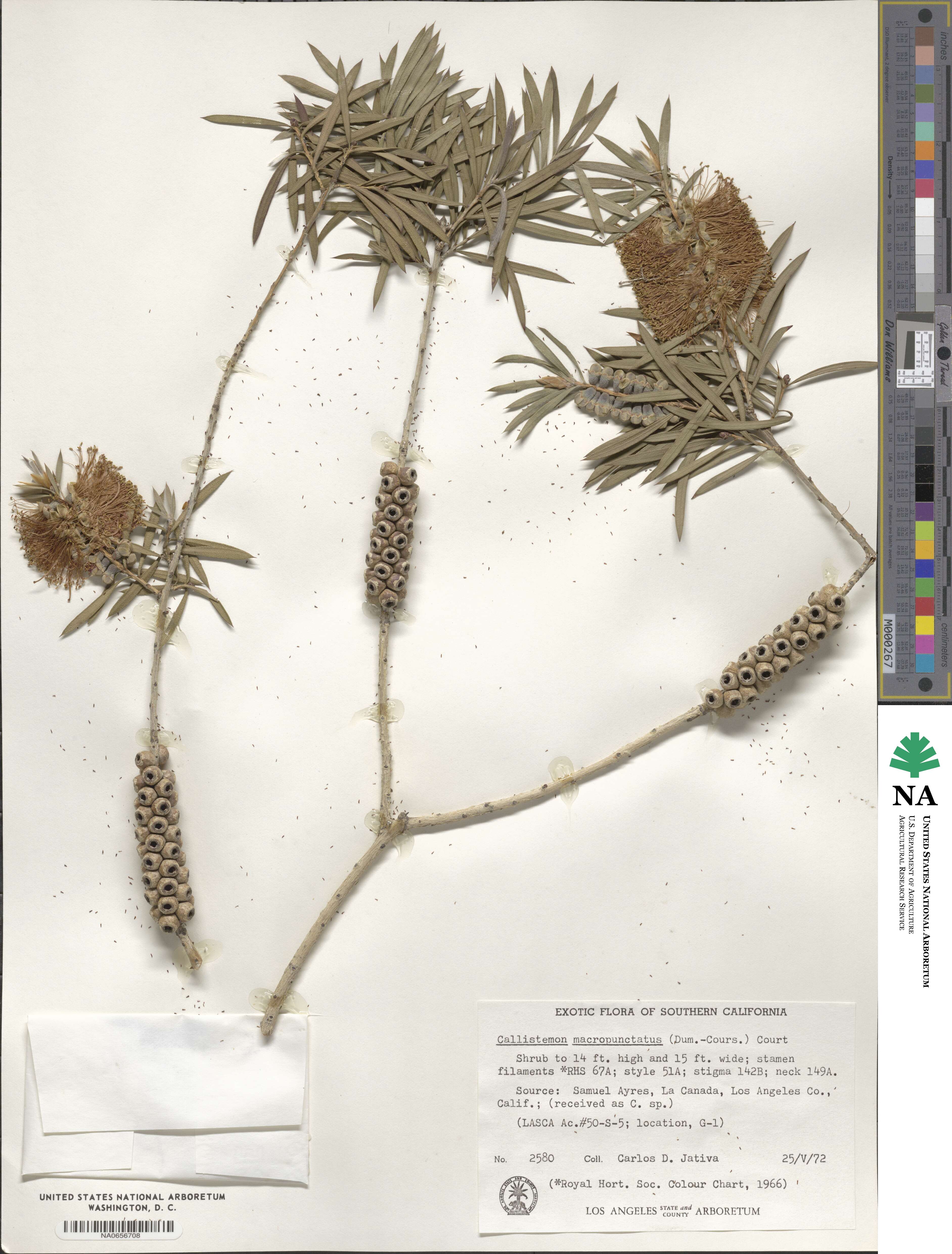 Callistemon rugulosus image