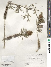 Callistemon rugulosus image