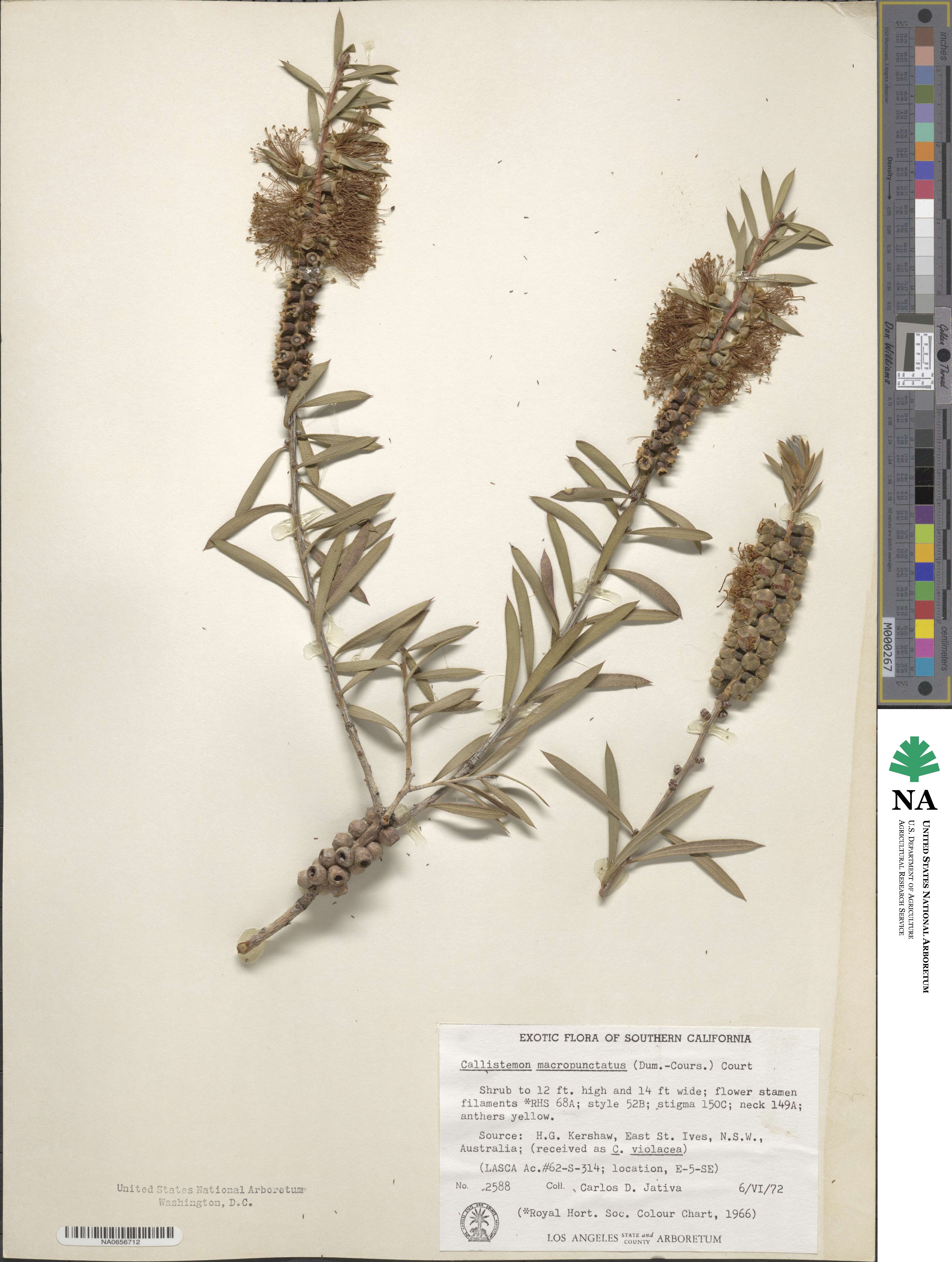 Callistemon rugulosus image