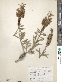 Callistemon rugulosus image