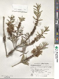 Callistemon rugulosus image