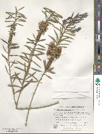 Callistemon rugulosus image