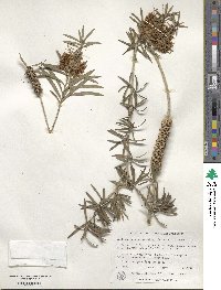 Callistemon rugulosus image